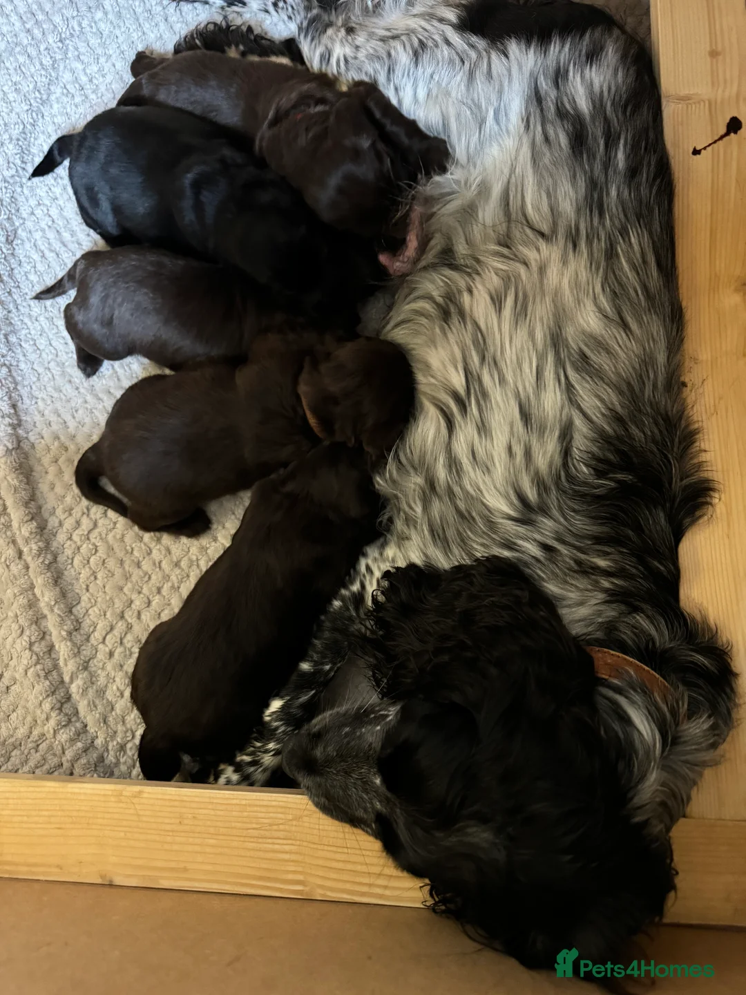 Cocker Spaniel dogs for sale: Chocolate brown Working Cocker spaniel puppies  - Advert 8