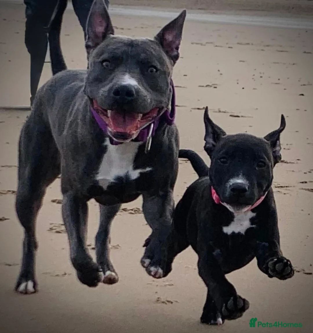 Staffordshire Bull Terrier dogs for sale: Staffordshire bull terrier 3 males  - Advert 6