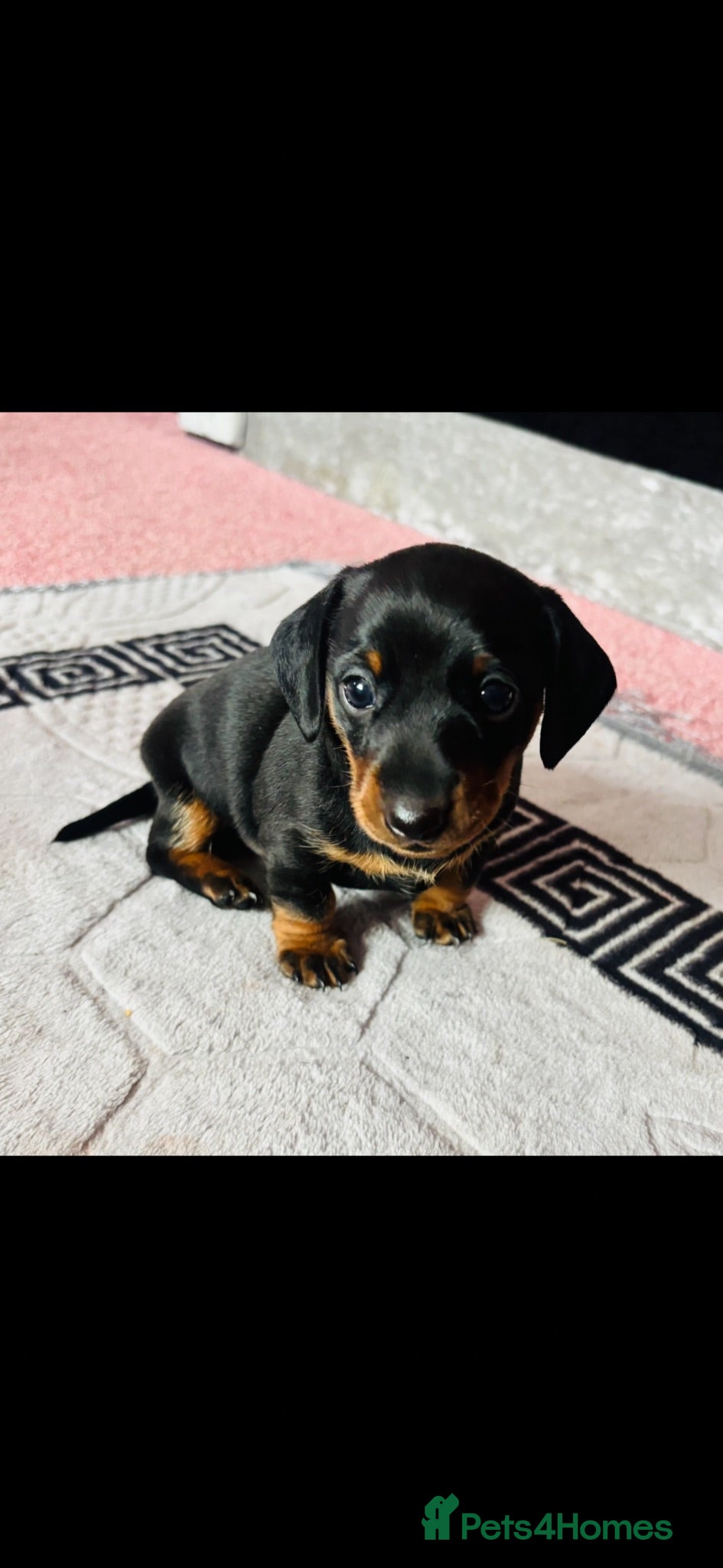 Miniature Dachshund dogs Male Minature Dachsund - Advert 3