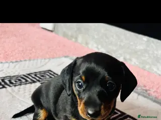 Miniature Dachshund dogs Male Minature Dachsund - Advert 3