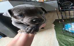 Staffordshire Bull Terrier dogs for sale: Beautiful Blue Staffs KC Registered - Image 15