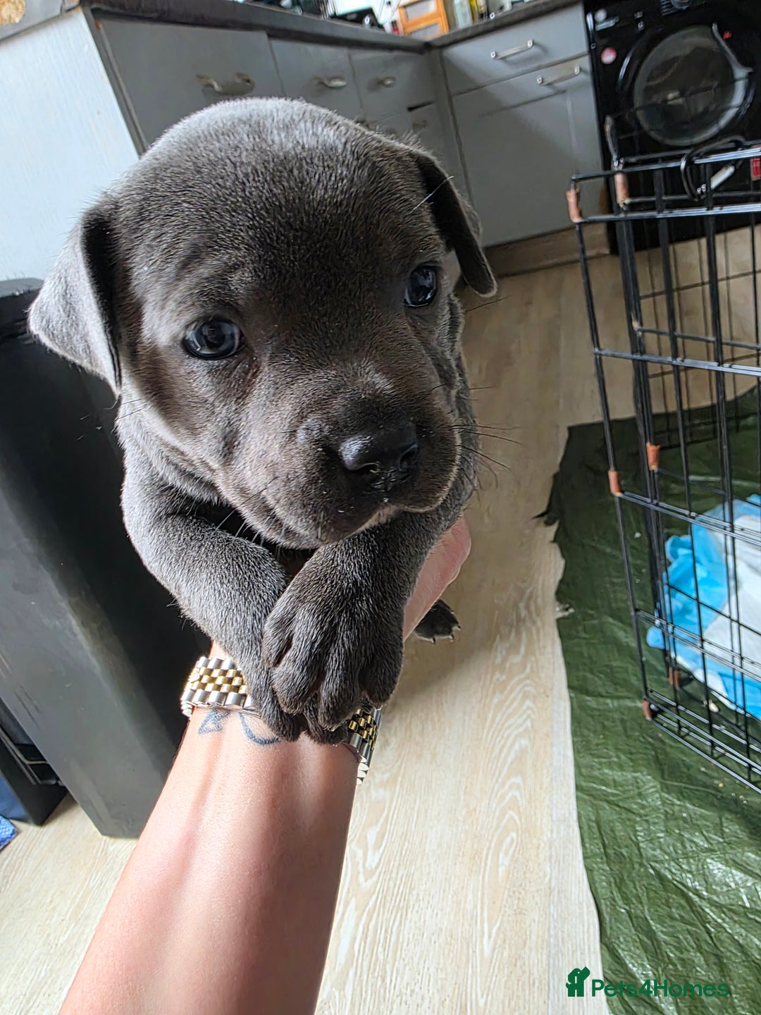 Staffordshire Bull Terrier dogs for sale: Beautiful Blue Staffs KC Registered - Image 15