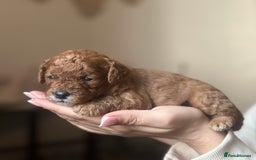 Cavapoo dogs for sale: Red Toy cavapoo puppies - Image 9