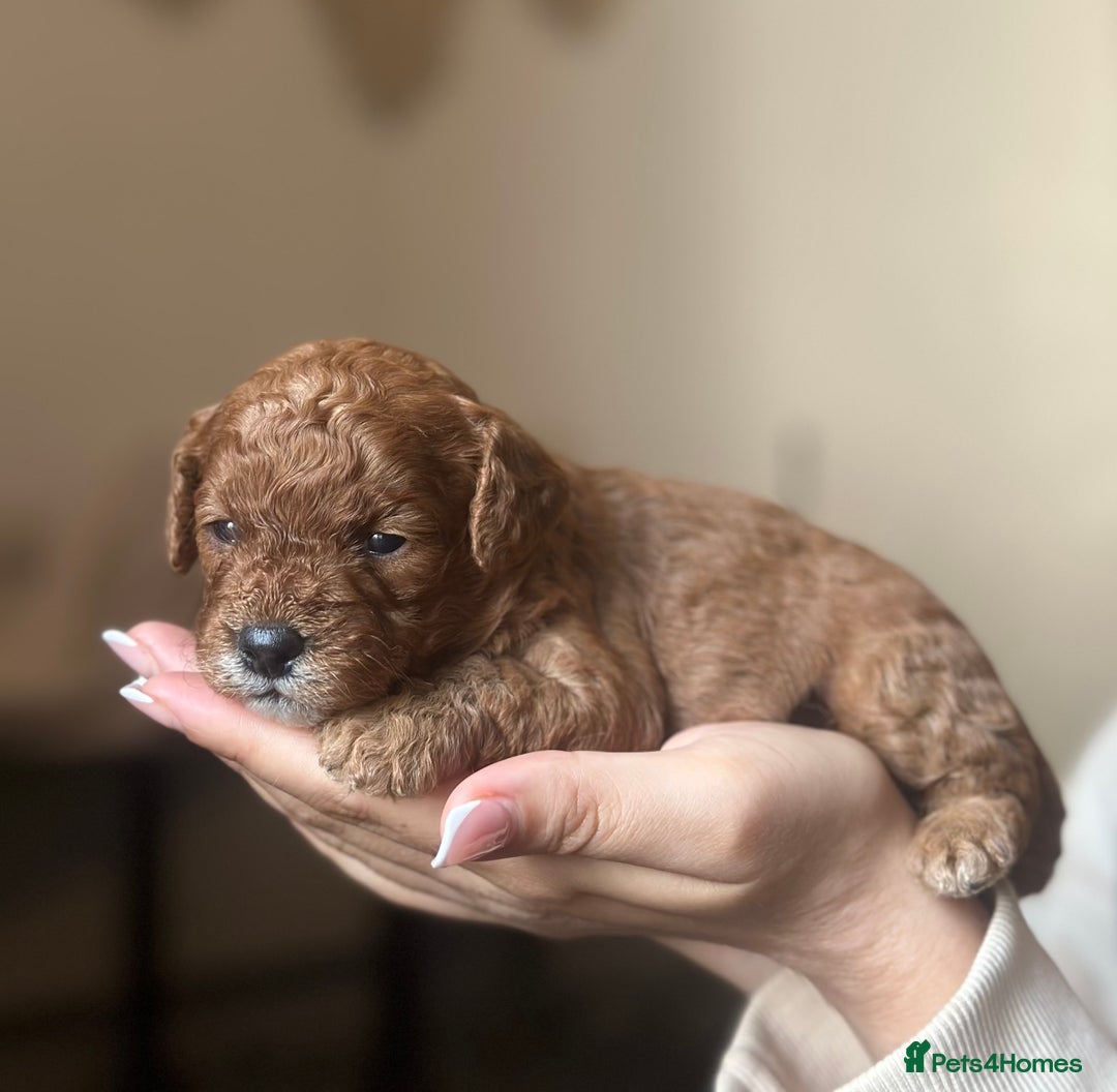 Cavapoo dogs for sale: Red Toy cavapoo puppies - Image 9