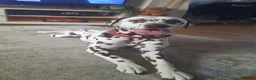 Dalmatian dogs for stud: Liver spot dalmatian for stud - Advert 6