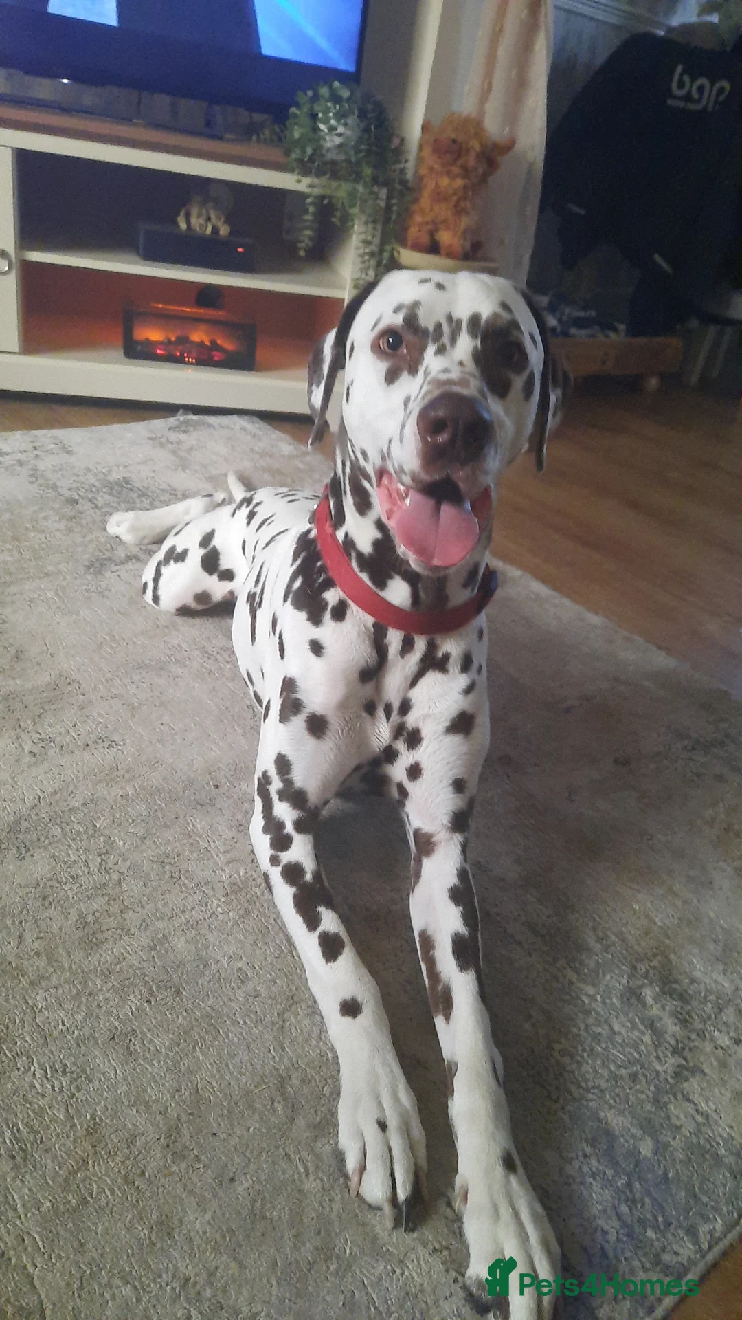 Dalmatian dogs for stud: Liver spot dalmatian for stud - Advert 6