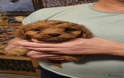 Cavapoo dogs for sale: Cavapoo Puppies - Advert 3