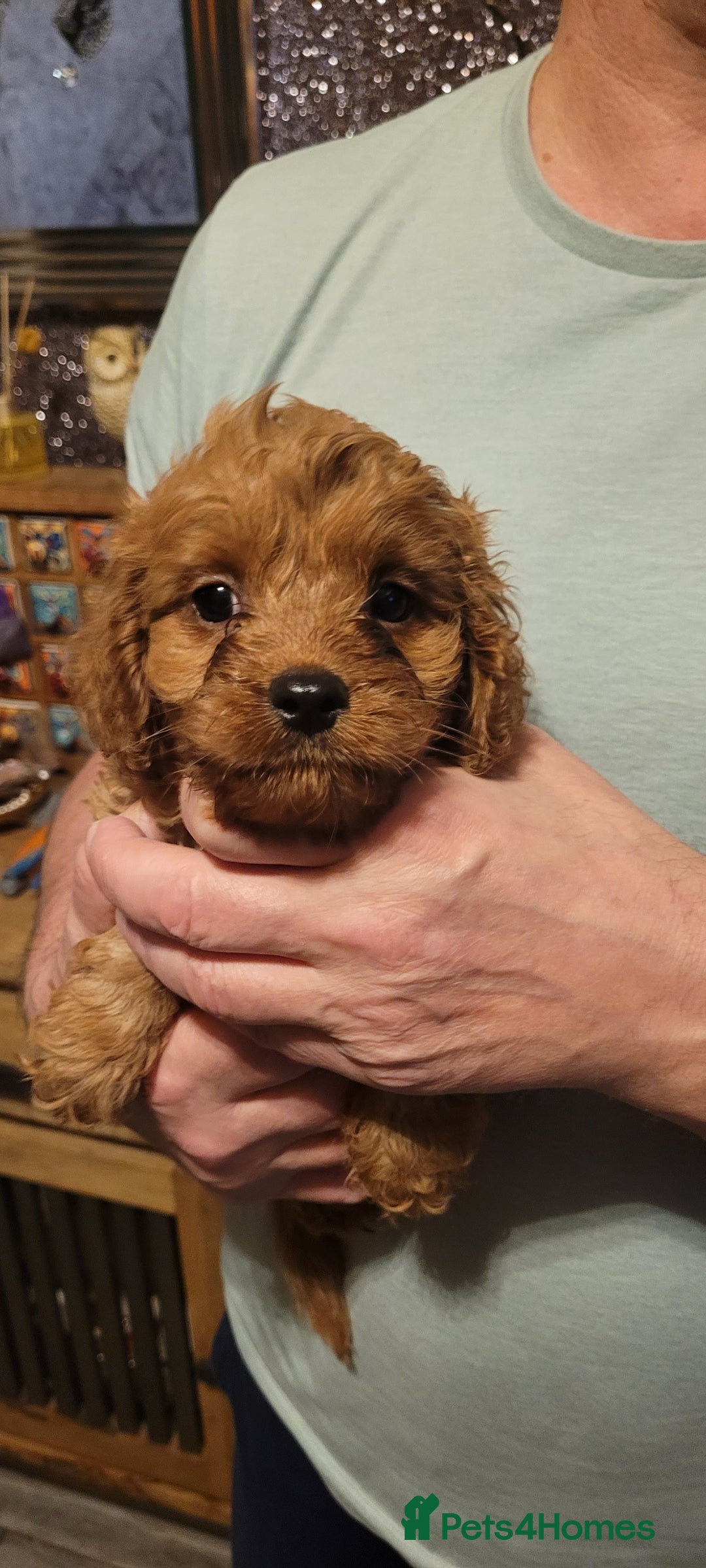Cavapoo dogs for sale: Cavapoo Puppies - Advert 3