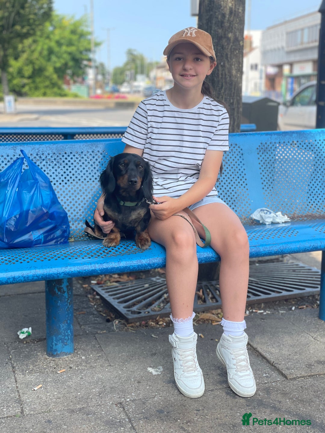 Dachshund dogs for sale: Three year-old male dachshund  - Image 4