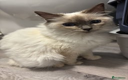 Ragdoll cats for sale: 2 beautiful Ragdolls rehoming - Image 5