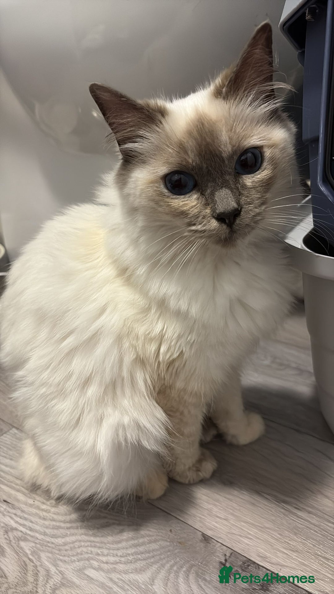 Ragdoll cats for sale: 2 beautiful Ragdolls rehoming - Image 5