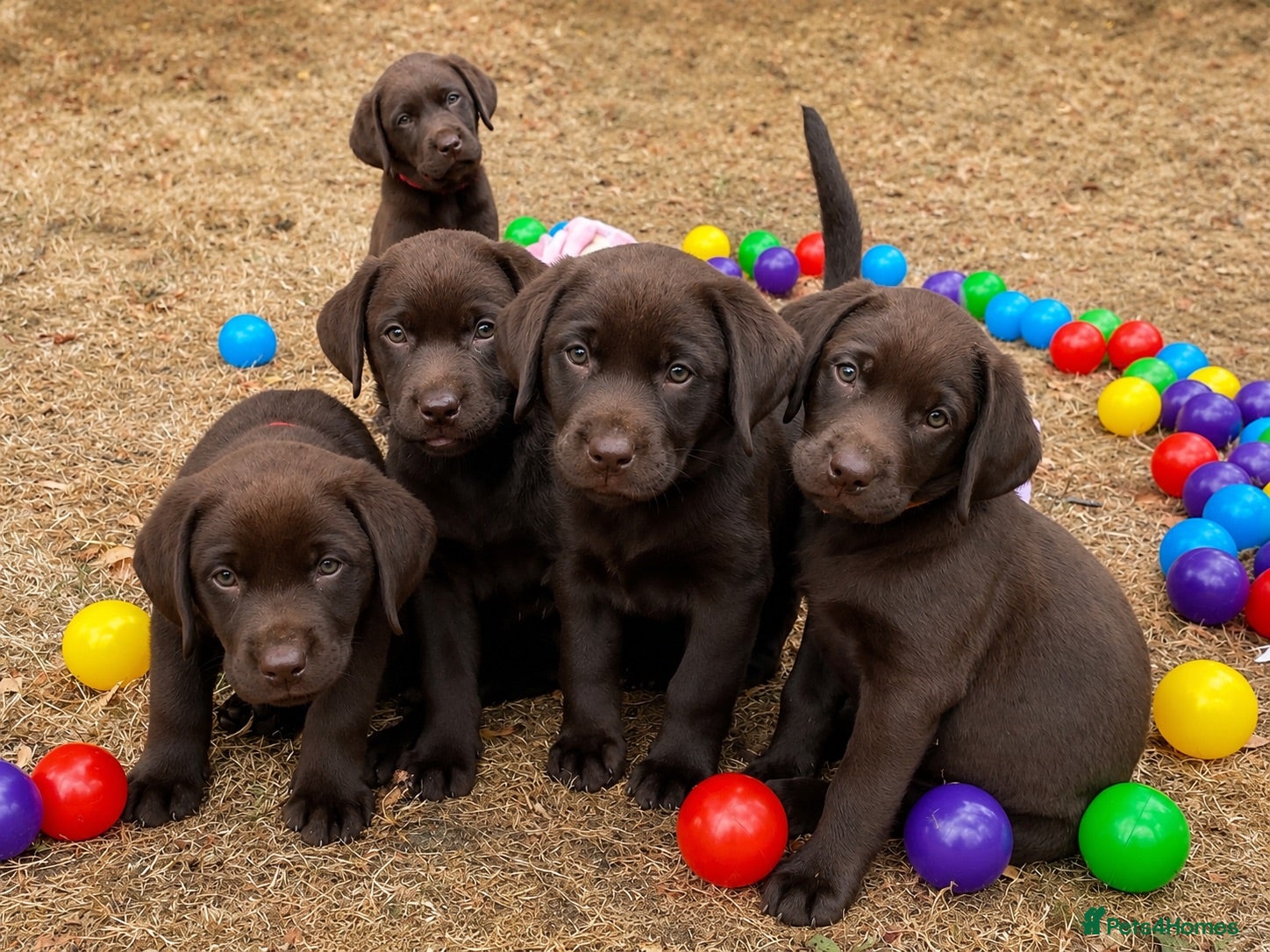 Labrador Retriever dogs 5 ⭐️ KC, VET checked, CHOCOLATE LABRADORS - Advert 1