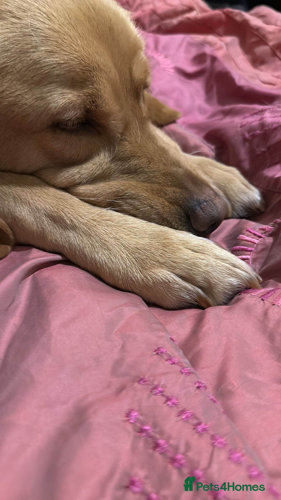 Labrador Retriever dogs for sale: Pedigree female Red Fox Labrador Retriever for  - Advert 5