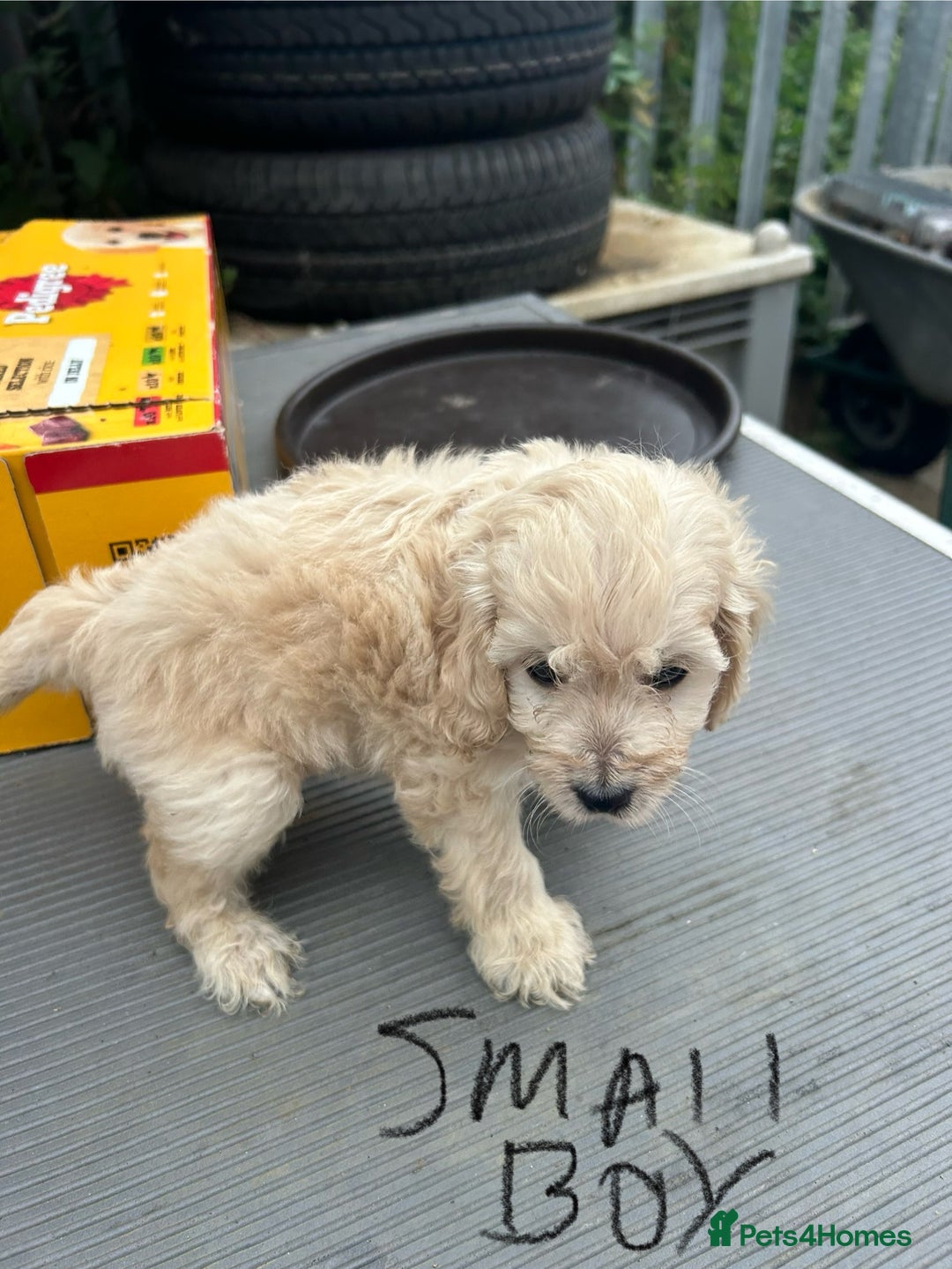 Cockapoo dogs for sale: Cockapoo F1B puppy’s  - Image 10