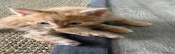Mixed Breed cats for sale: Gorgeous little kittens - Advert 8