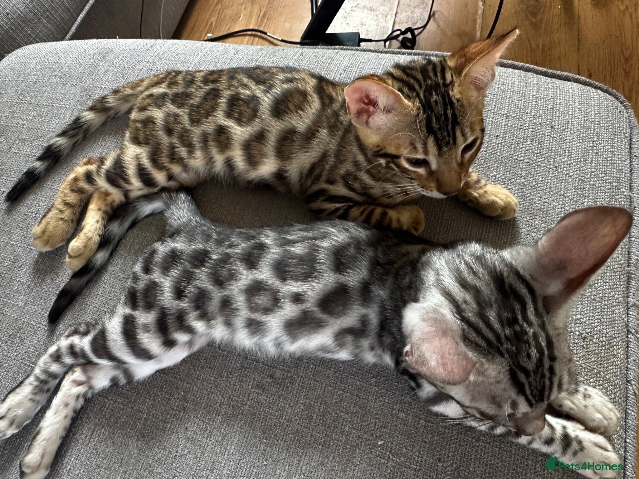 Bengal cats 1 silver male kitten  - Advert 1