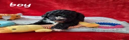 Mixed Breed dogs for sale: Stunning litter of cavapoochon puppys  - Advert 2