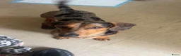Miniature Dachshund dogs for stud: Mylo  in Westbury - Advert 2