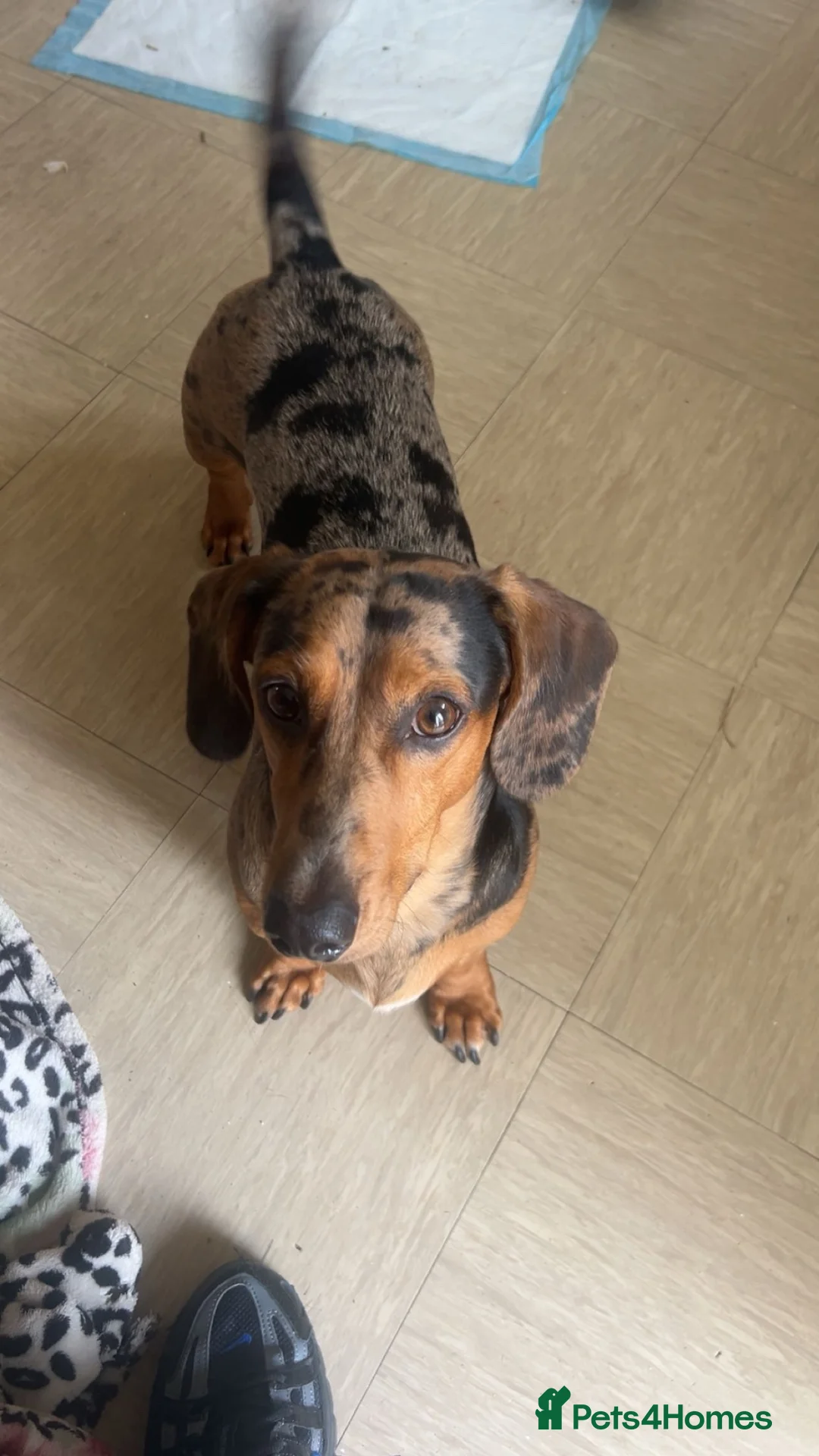 Miniature Dachshund dogs for stud: Mylo  in Westbury - Advert 2