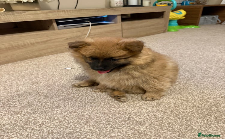 German Spitz dogs - Advert 1