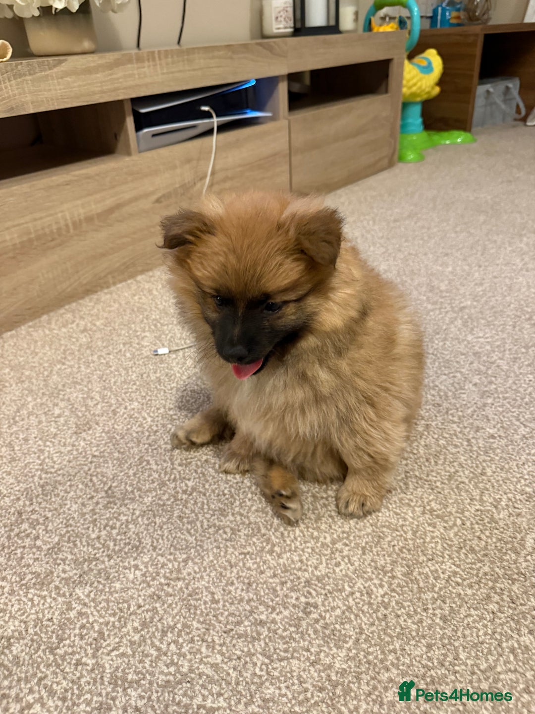 German Spitz dogs for sale: German spitz - Image 1