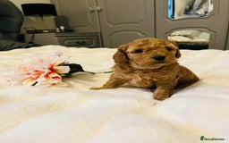 Cavapoo dogs for sale: ✨ Dark Red Cavapoo Puppies ✨** - Image 5