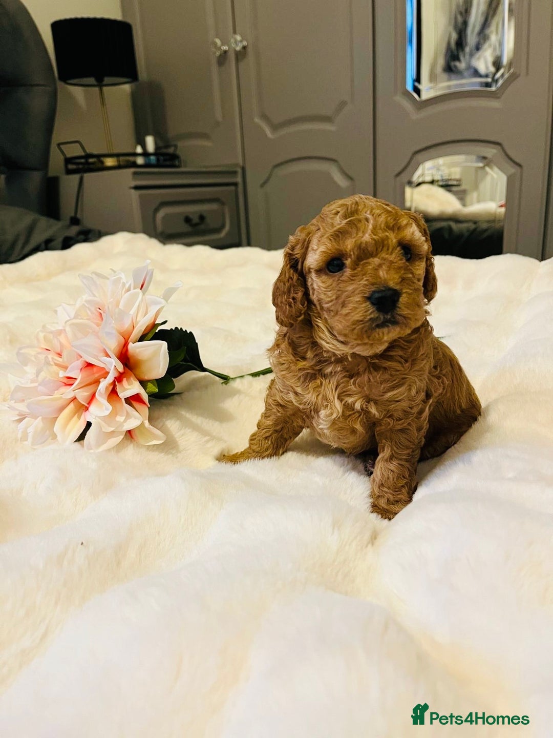 Cavapoo dogs for sale: ✨ Dark Red Cavapoo Puppies ✨** - Image 5