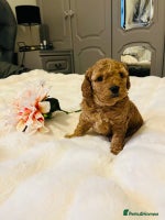 Cavapoo dogs - Advert 10