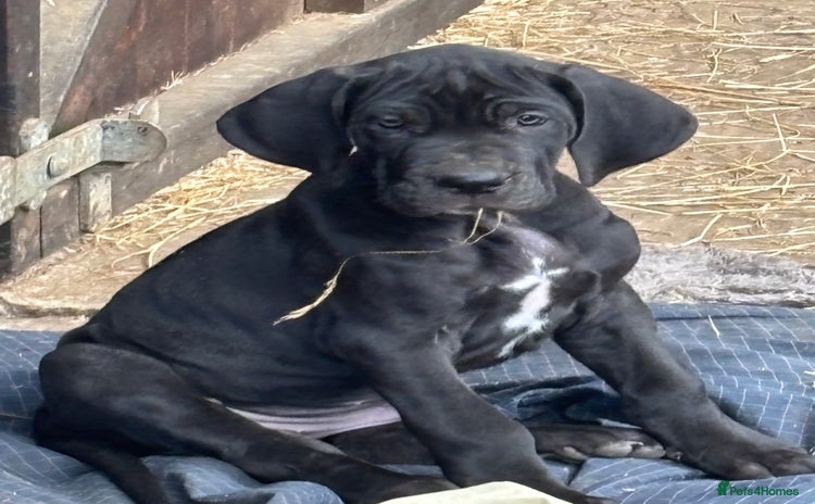 Great Dane dogs - Advert 5