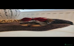 Yorkshire Terrier dogs for sale: Beautiful yorkies - Image 3