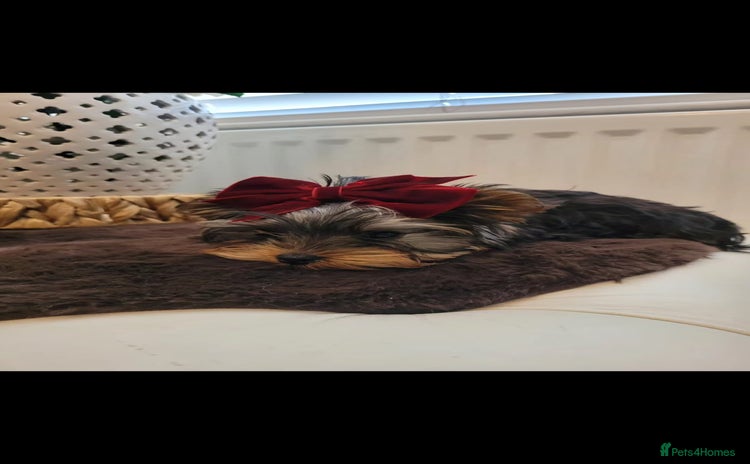 Yorkshire Terrier dogs - Advert 4