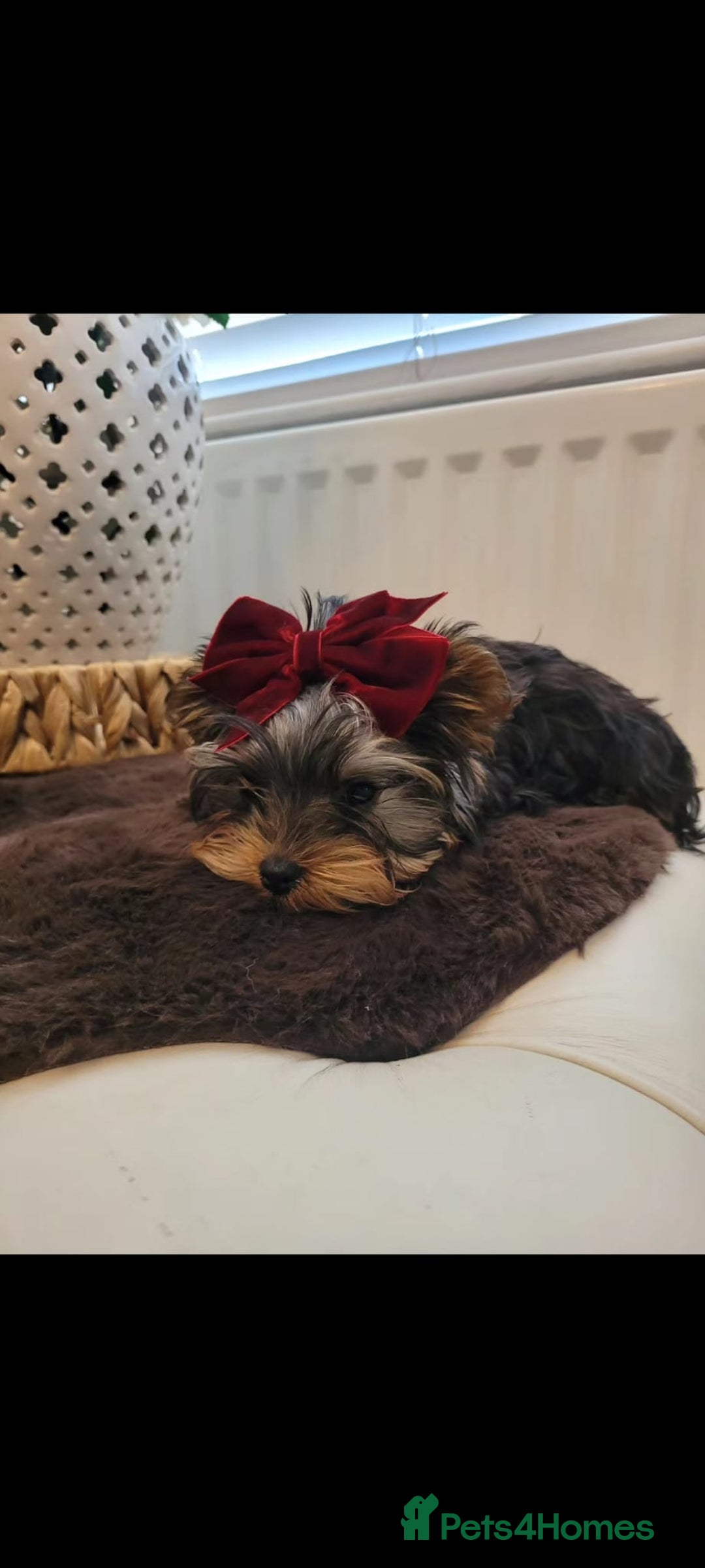Yorkshire Terrier dogs for sale: Beautiful yorkies - Image 3