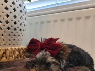 Yorkshire Terrier dogs Quality breed of Yorkies - Advert 10