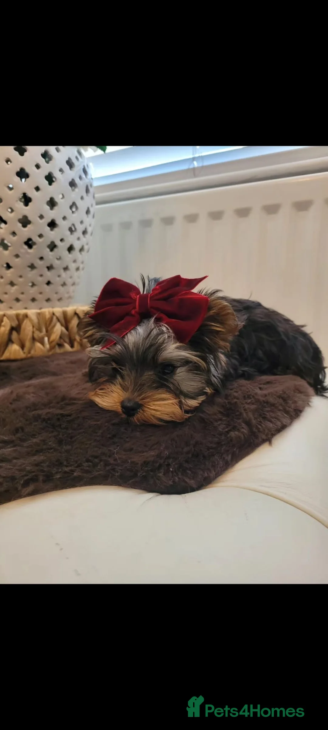 Yorkshire Terrier dogs for sale: Quality breed of Yorkies - Advert 1