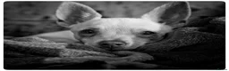 Chihuahua dogs for sale: 6 month old Female Chihuahua - Advert 4