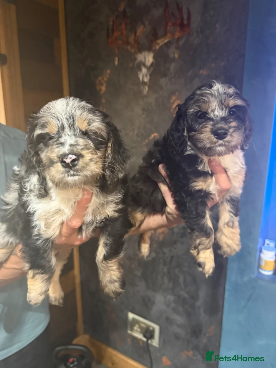 Cockapoo dogs for sale: F1 cockapoo puppy’s ready now  - Advert 2