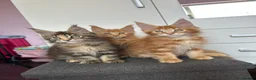 Maine Coon cats for sale: ✨5 GCCF Pure bred MC kittens  - Advert 9