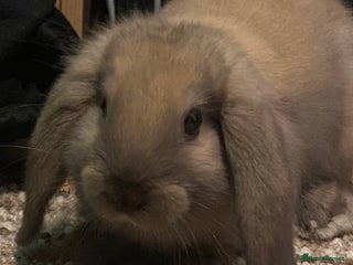 Mini Lop rabbits Female Mini Lop - Advert 4