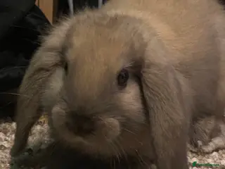 Mini Lop rabbits Female Mini Lop - Advert 10