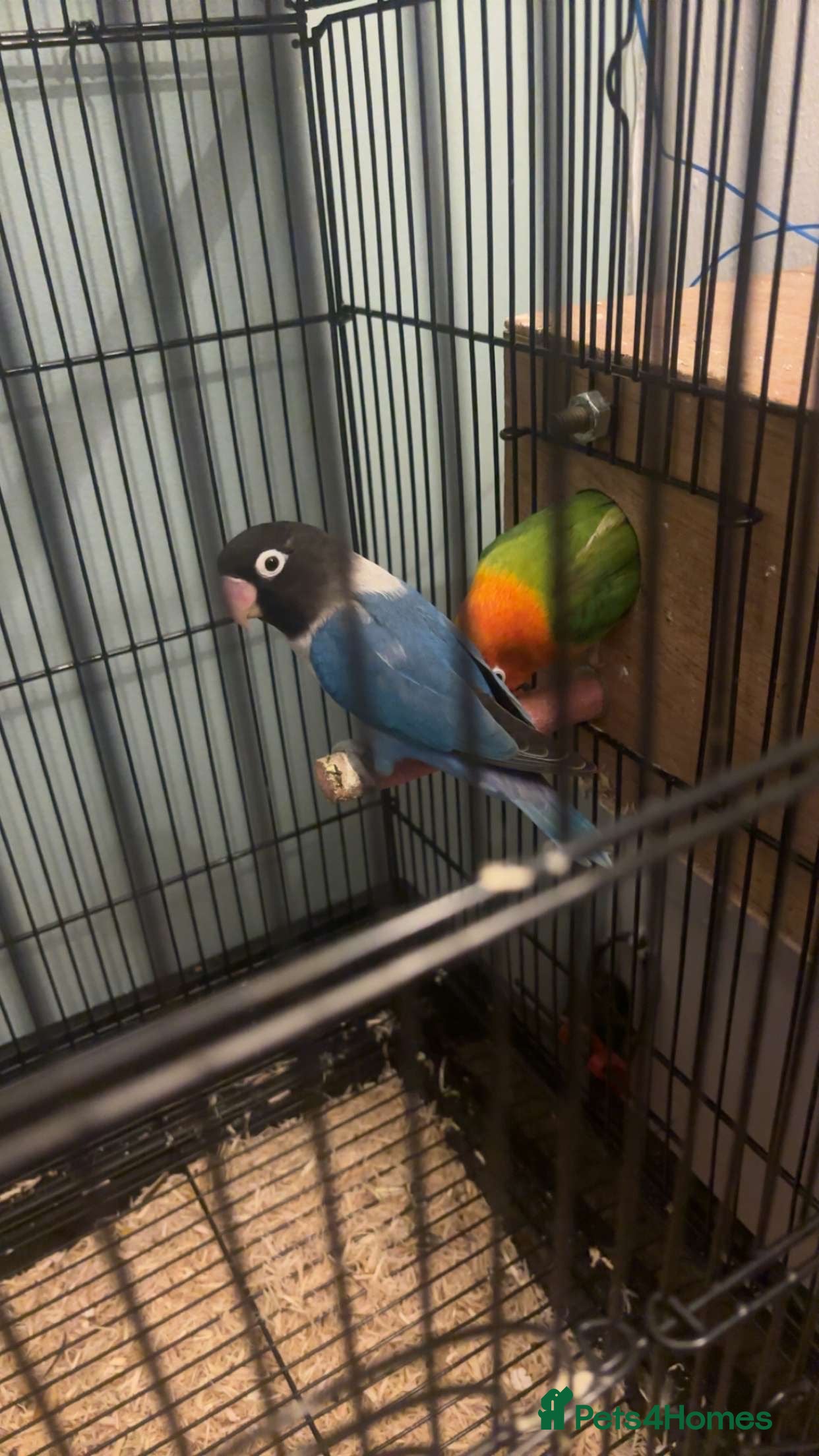 Lovebirds birds Love bird  - Advert 2