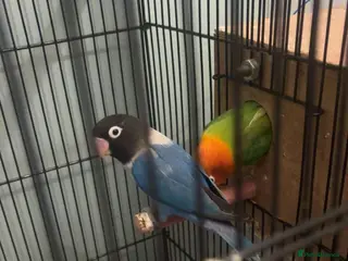 Lovebirds birds Love bird - Advert 2