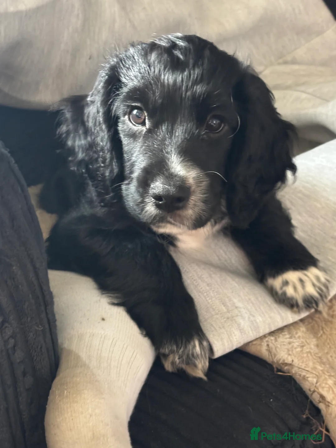 Cocker Spaniel dogs for sale: Working Coker spaniels ready for new homes  - Advert 2
