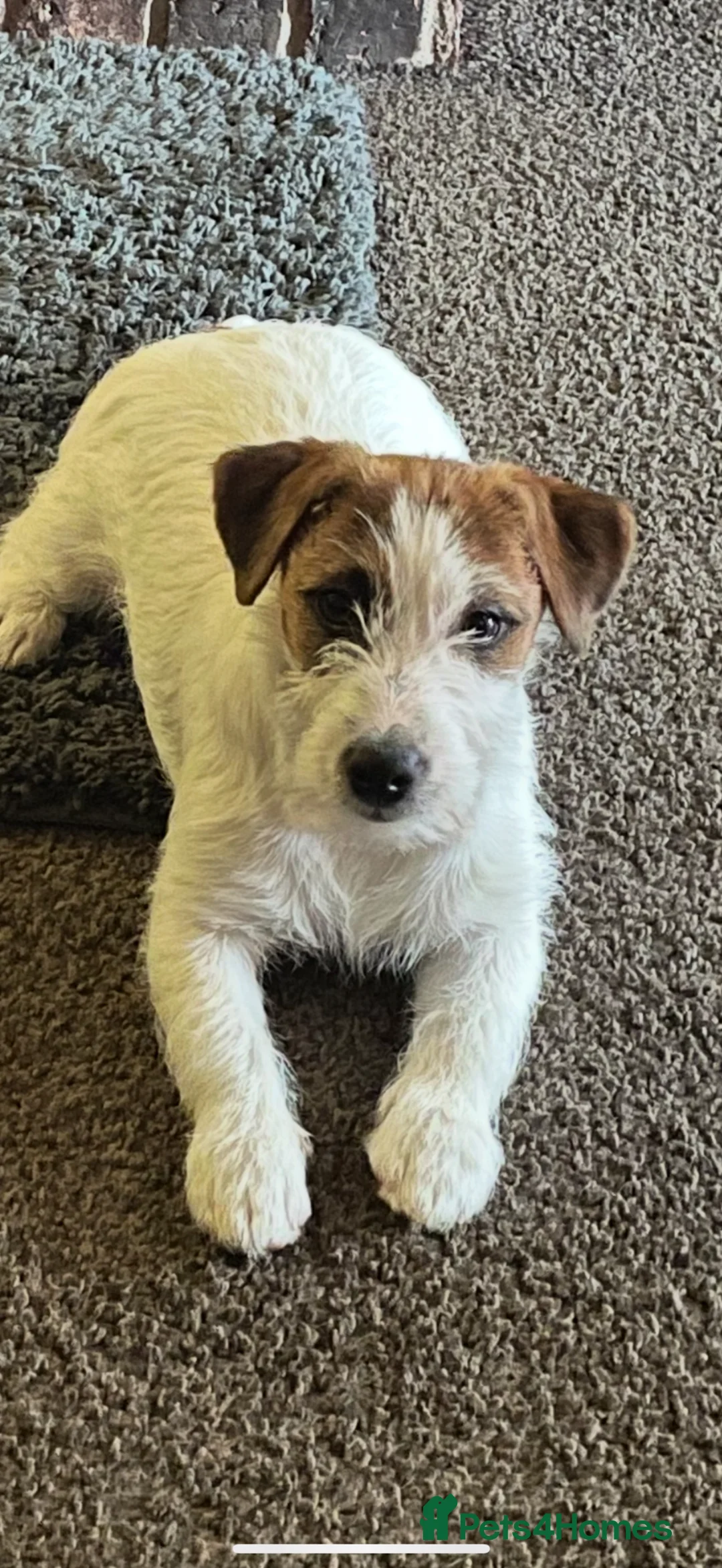 Jack Russell dogs for sale: Pedigree Jack Russell Terrier Puppies  - Advert 9