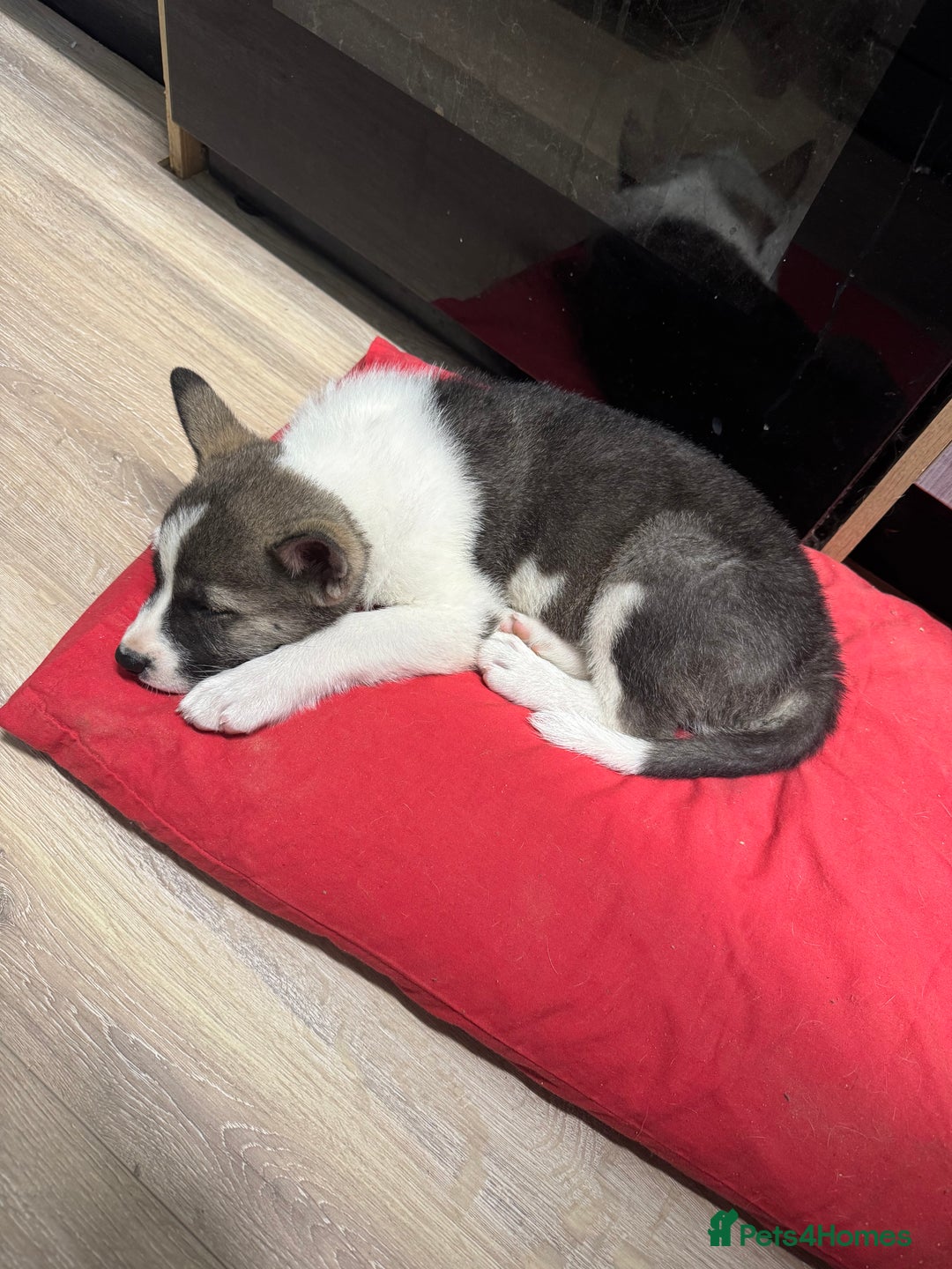 Mixed Breed dogs for sale: AMERICAN AKITA PUPPY FOR SALE - READY TO GO. - Image 2