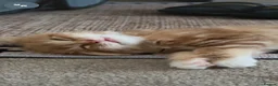 Mixed Breed cats for sale: Fluffy ginger white kitten  in Preston - Advert 2