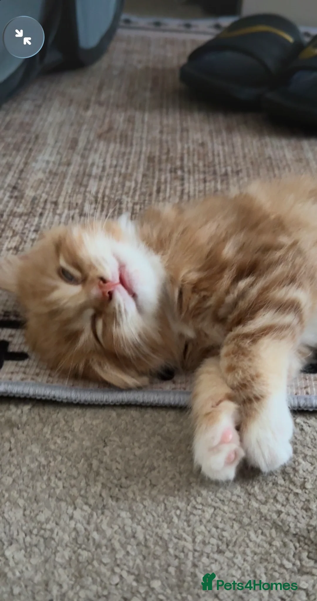 Mixed Breed cats for sale: Fluffy ginger white kitten  in Preston - Advert 2