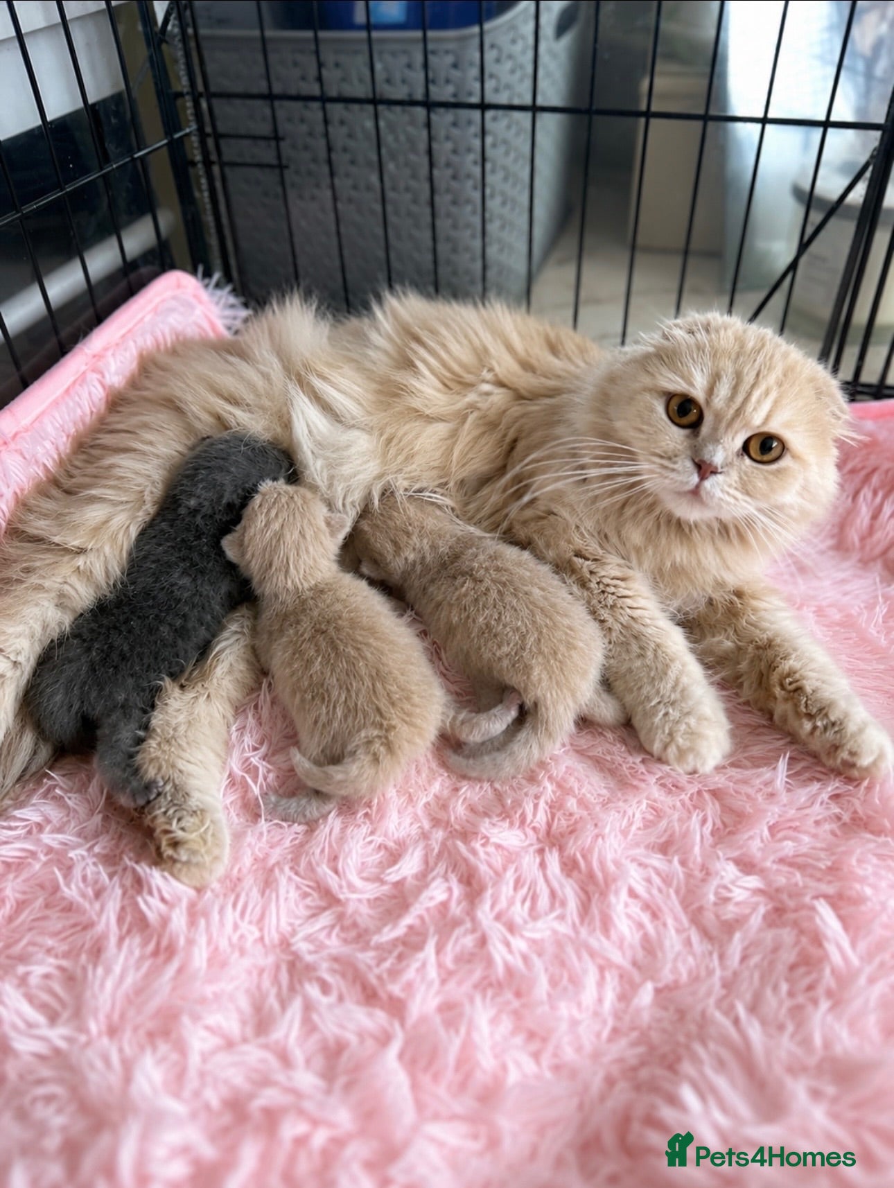 Scottish Fold cats 🦉Scottish Fold & Scottish Straights TICA REG🦉 - Advert 1
