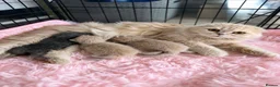 Scottish Fold cats for sale: 🦉Scottish Fold & Scottish Straights TICA REG🦉 - Advert 1