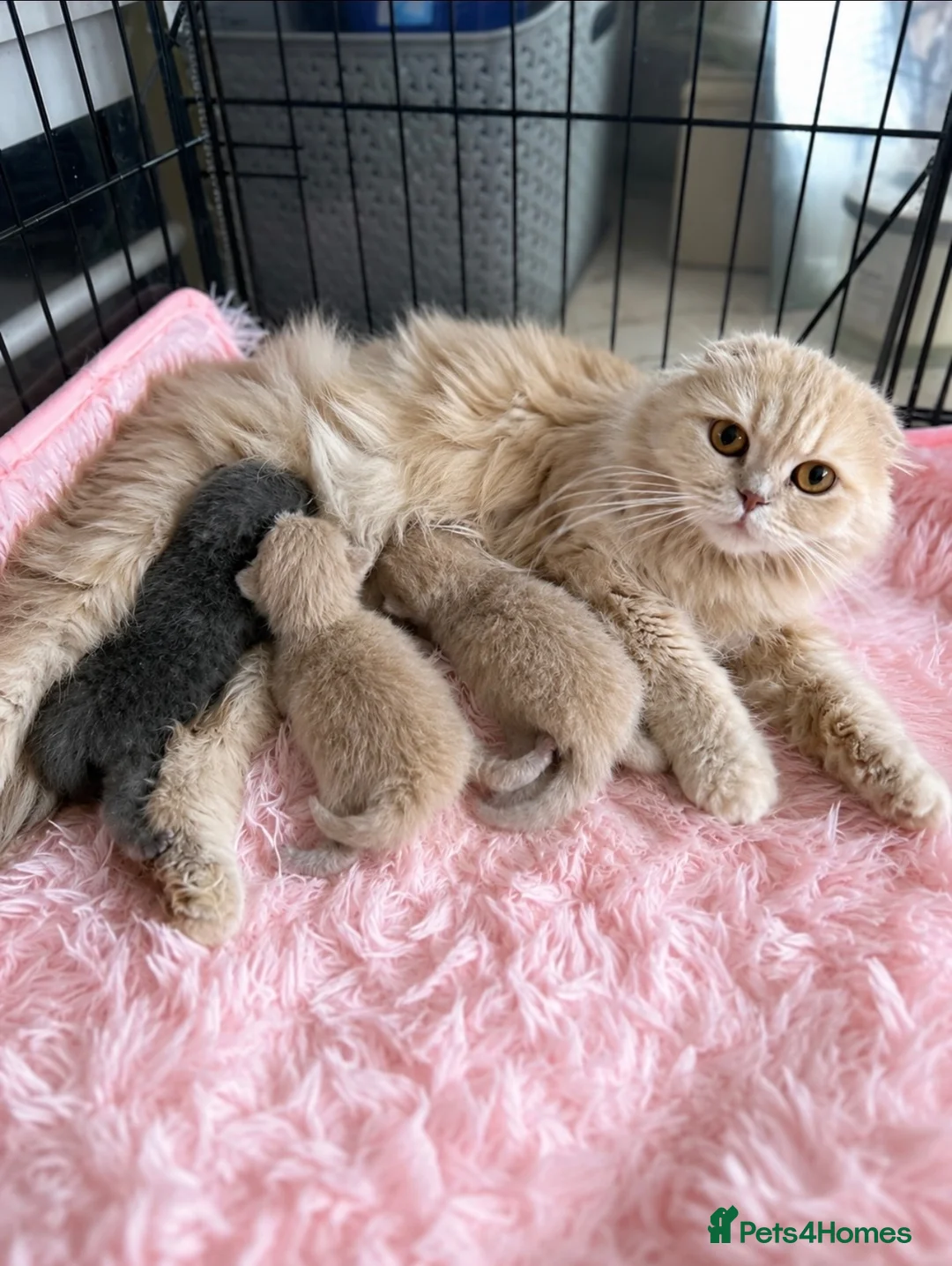 Scottish Fold cats for sale: 🦉Scottish Fold & Scottish Straights TICA REG🦉 - Advert 1