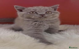 British Shorthair cats for sale: Blue & Fawn Boys & Girls - Image 3